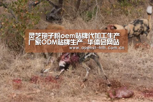 灵芝孢子粉oem贴牌代加工生产厂家ODM贴牌生产-华体会网站(图2) 华体会